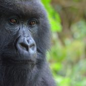  Gorilla (Congo)